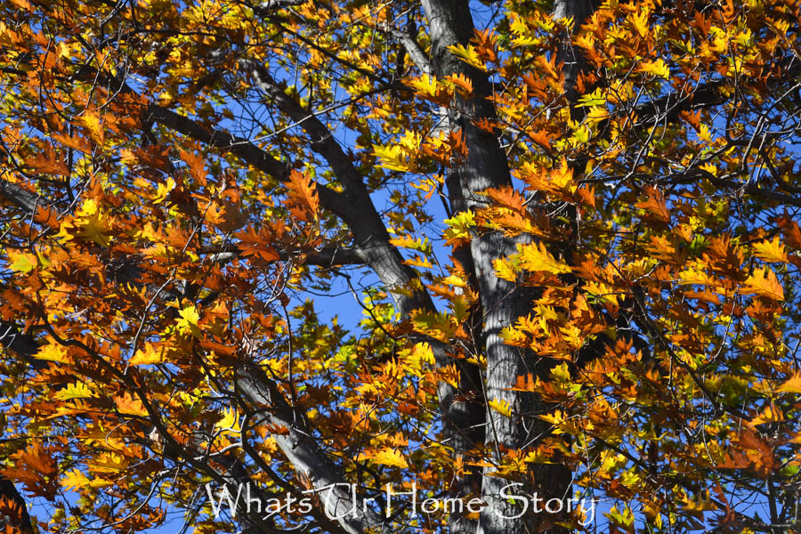 Last Minute Pumpkin Decorating & Fall Colors