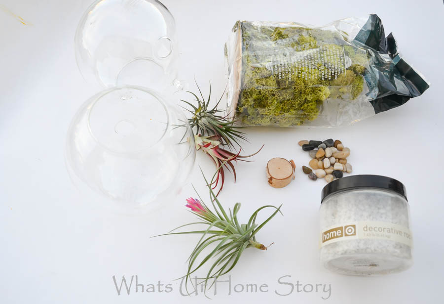 DIY Terrarium with Air Plants