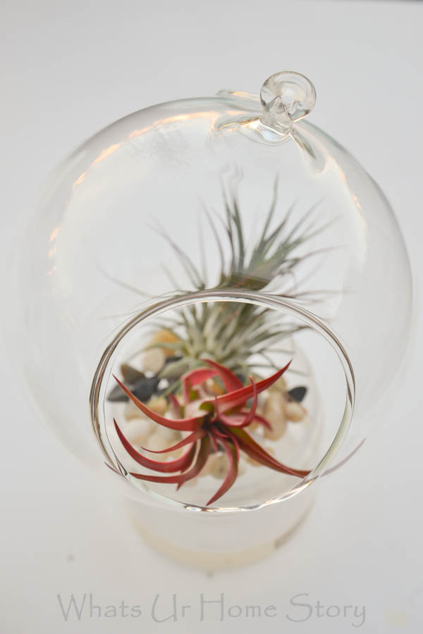 DIY Terrarium with Air Plants