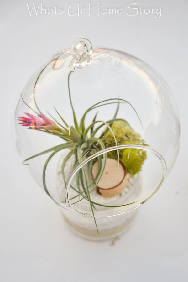 DIY Terrarium with Air Plants