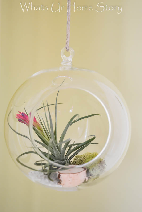 DIY Terrarium with Air Plants