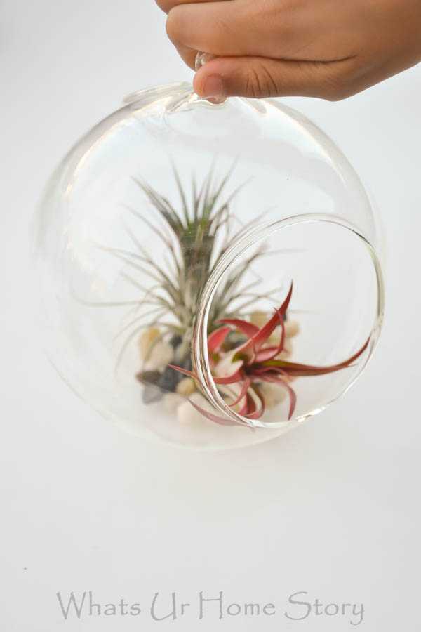 DIY Terrarium with Air Plants