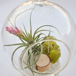 hanging air plant terrarium tutorial