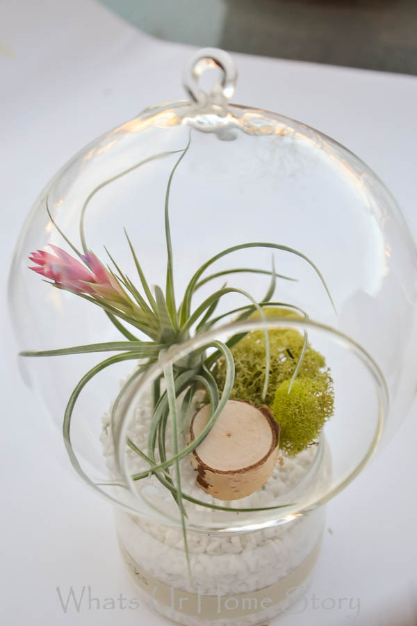 hanging air plant terrarium tutorial