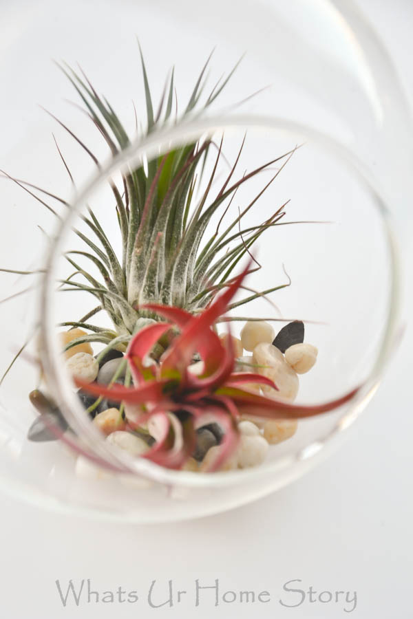 DIY Terrarium with Air Plants