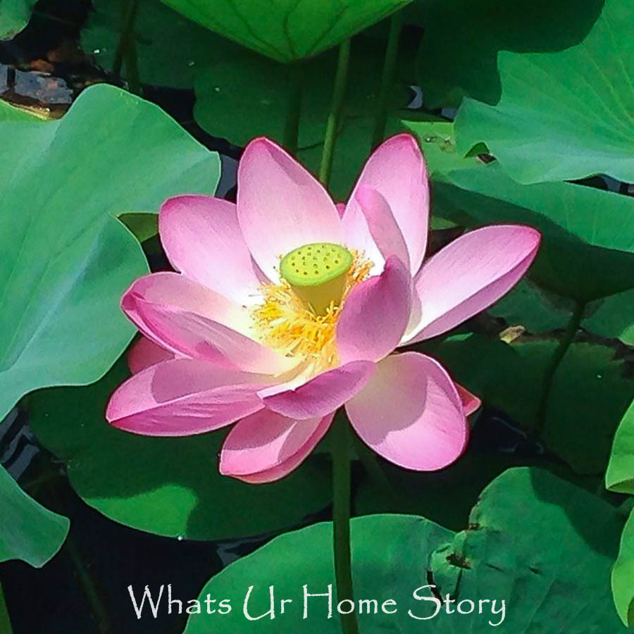 Growing Water Lily in a Container