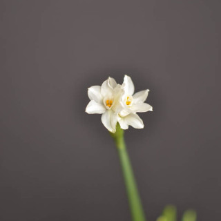 force grow paperwhites in water