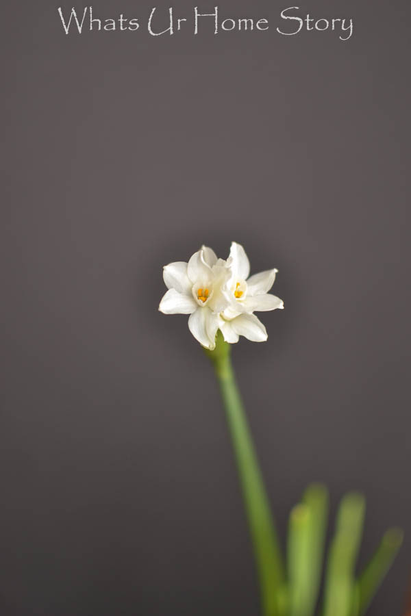 How to Grow Paperwhites Indoors
