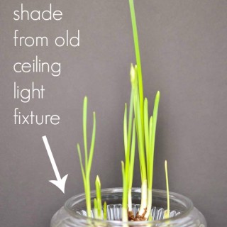 grow paperwhites in water repurpose glass shade from light fixture as a bowl