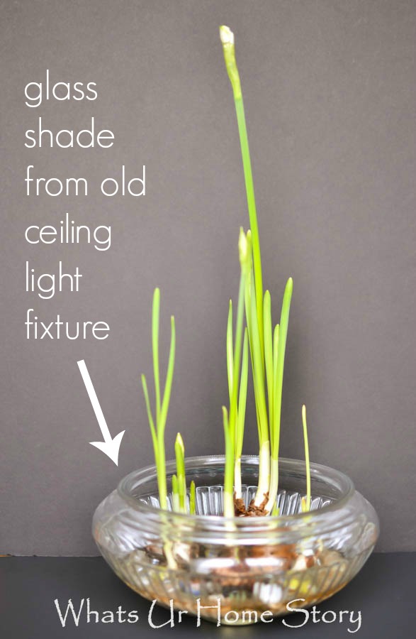 How to Grow Paperwhites Indoors