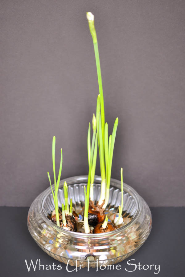 How to Grow Paperwhites Indoors