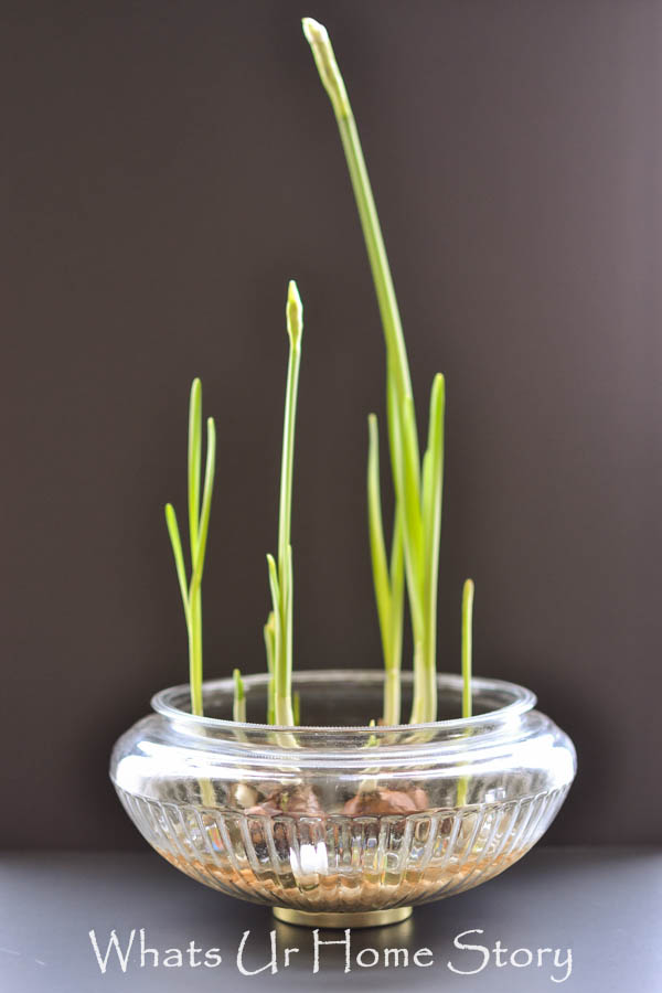 How to Grow Paperwhites Indoors