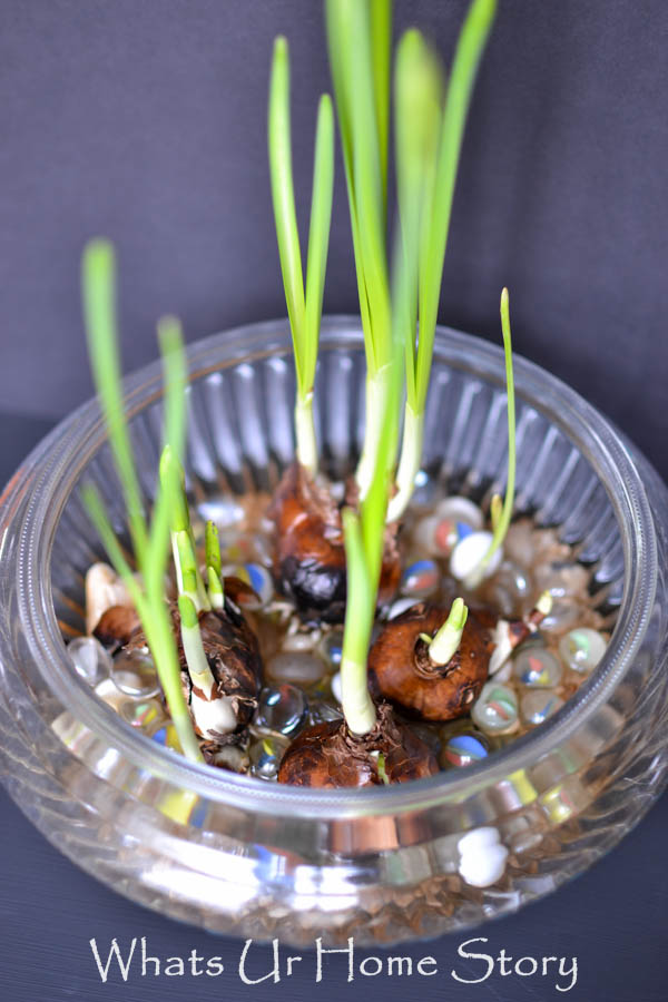 How to Grow Paperwhites Indoors