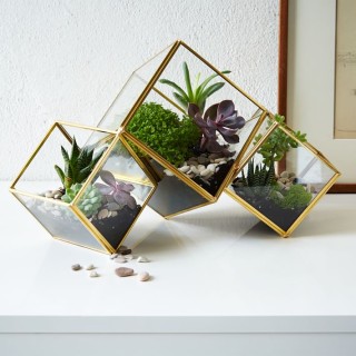 cube terrariums