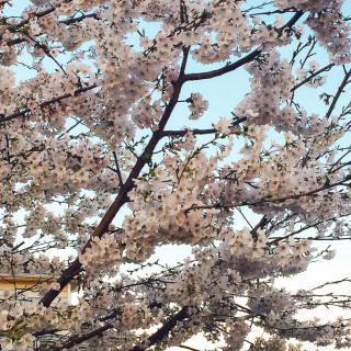 cherry blossoms