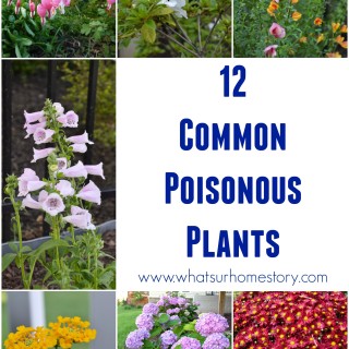 common poisonous plants