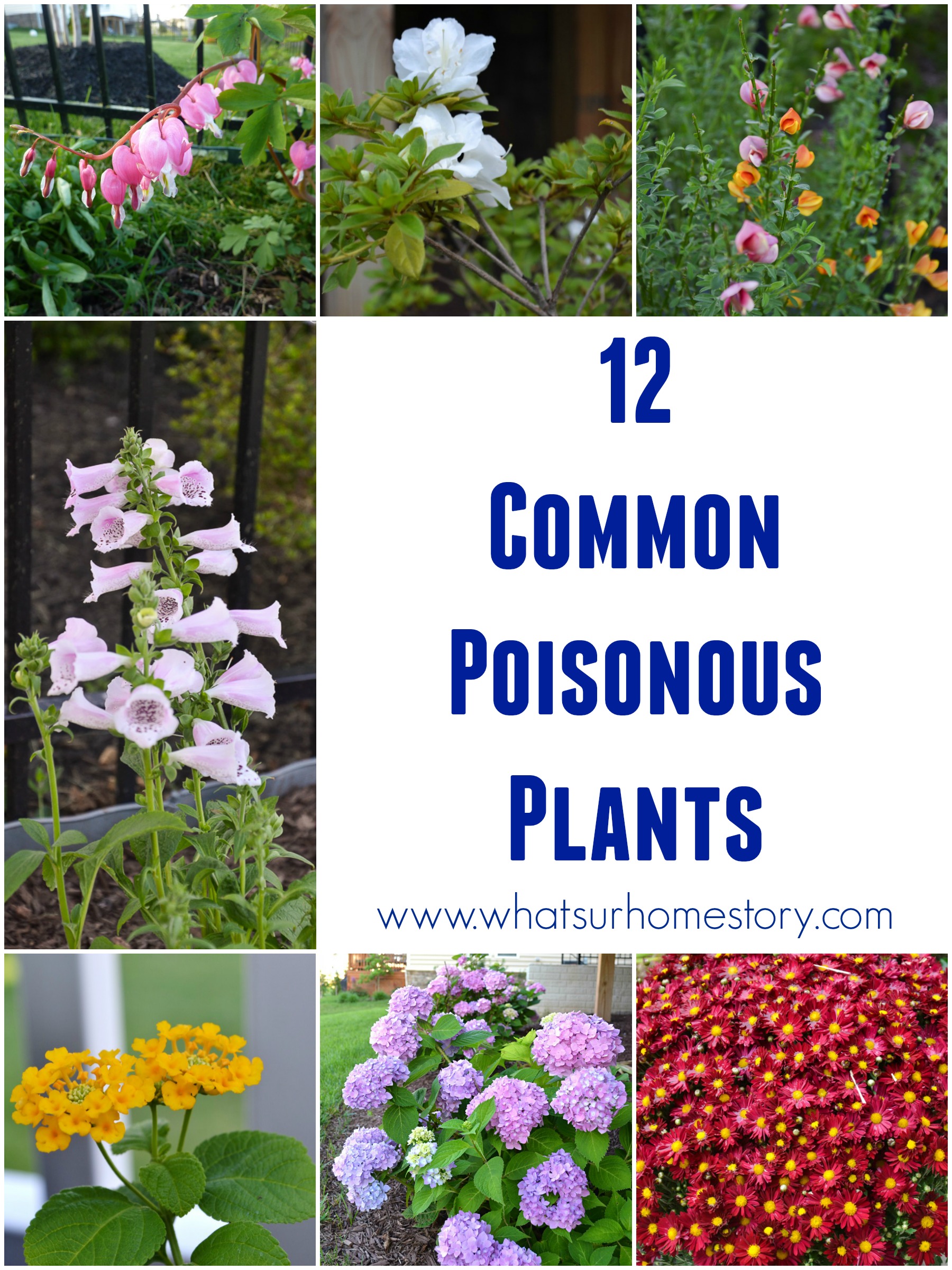 is digitalis poisonous to dogs