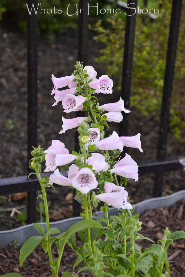 How Safe is Your Garden?