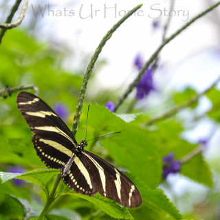 Tiger Butterfly