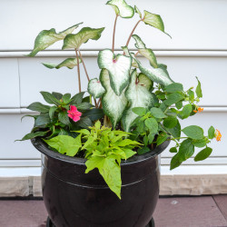 Container Garden that will bloom all Summer