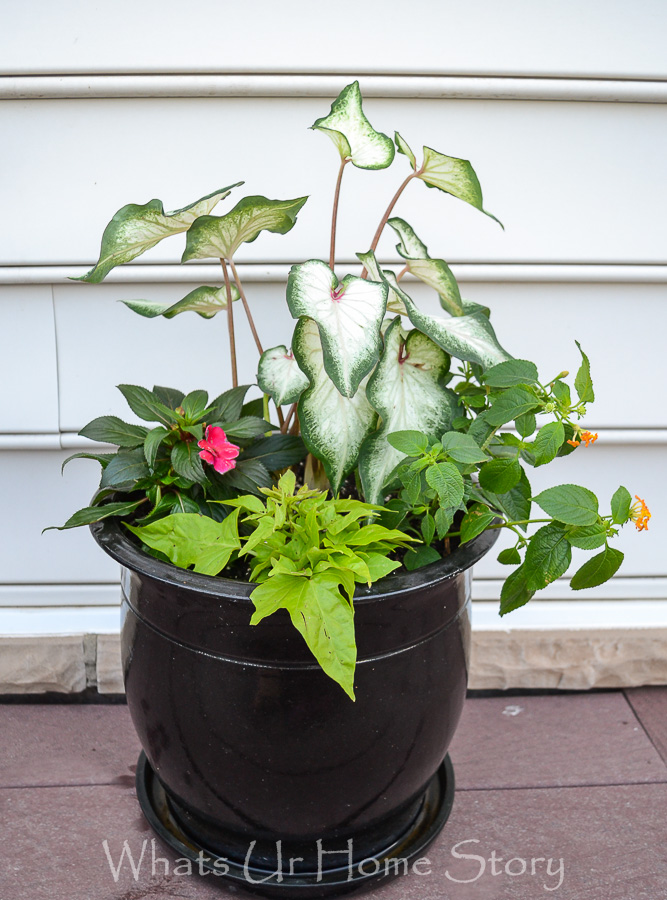 Summer Blooming Container Garden