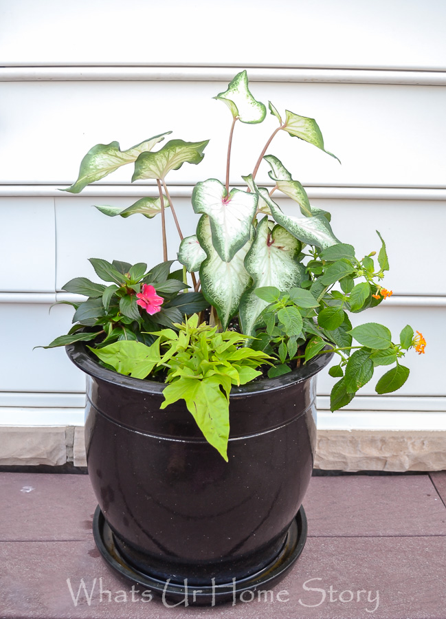 Summer Blooming Container Garden