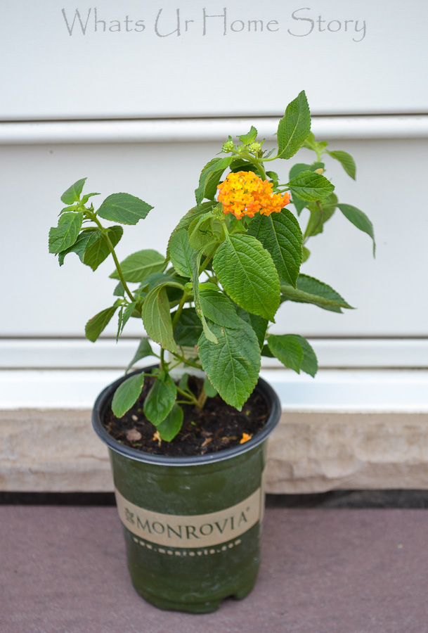 Summer Blooming Container Garden