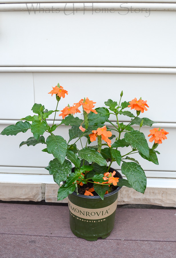 Summer Blooming Container Garden