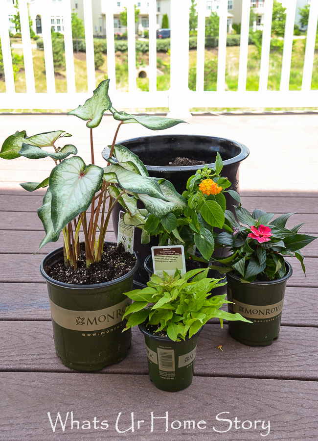 Summer Blooming Container Garden