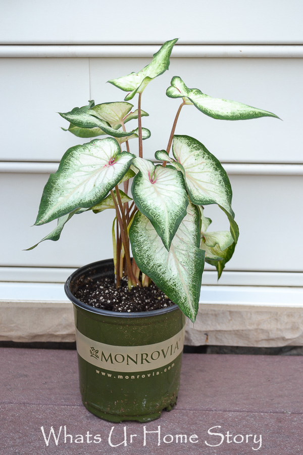 Summer Blooming Container Garden