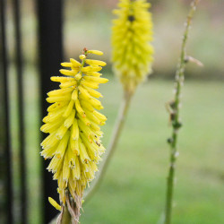 hot pokers flowers