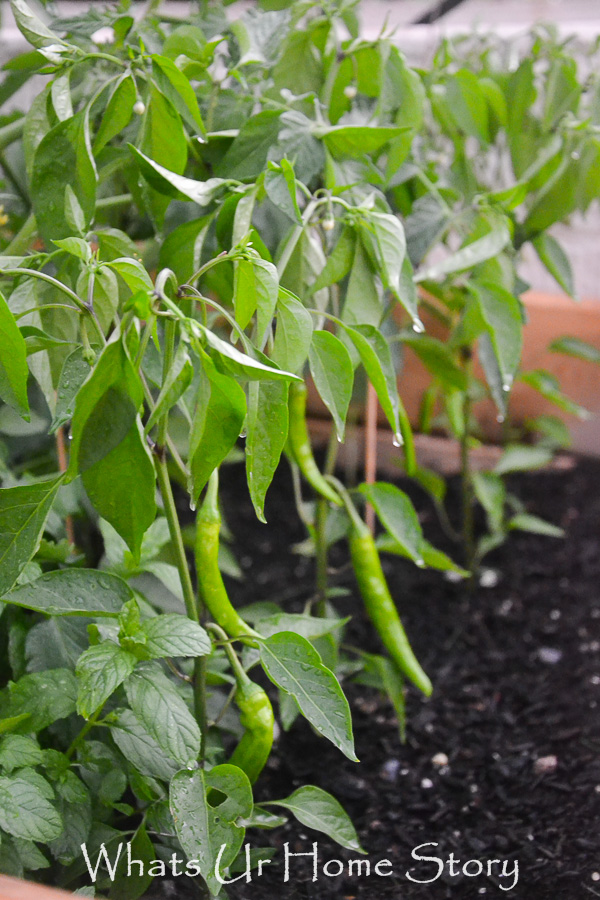 Home Garden Update