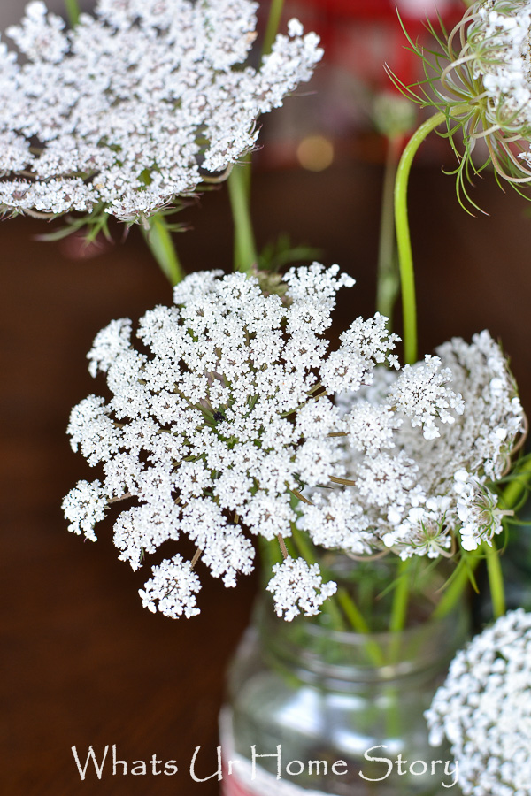 Flower Power   Queen Annes Lace