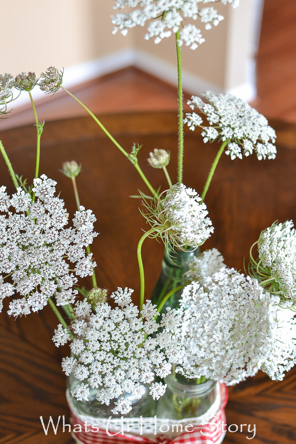 Flower Power   Queen Annes Lace