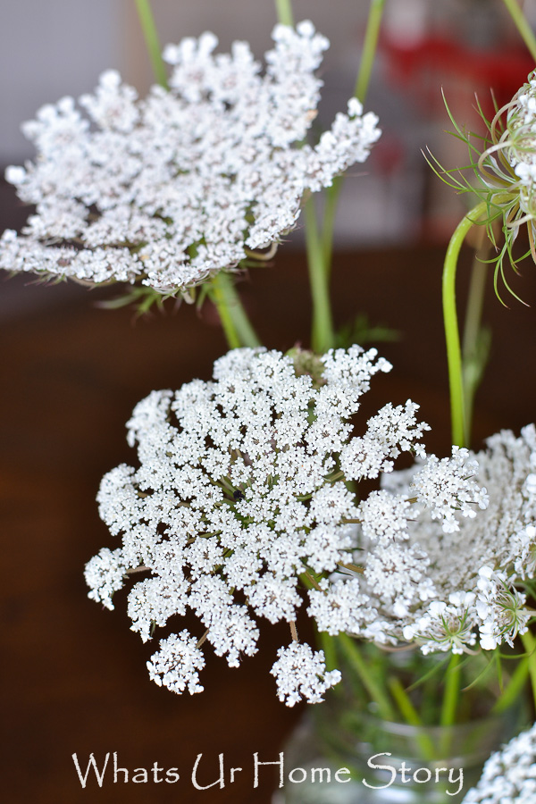 Flower Power   Queen Annes Lace