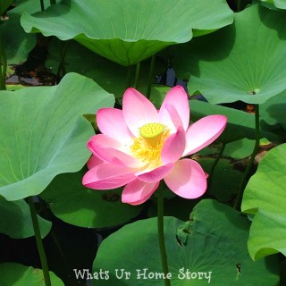 lotus blooms