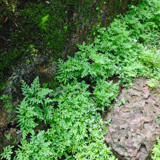 moss covered pathways