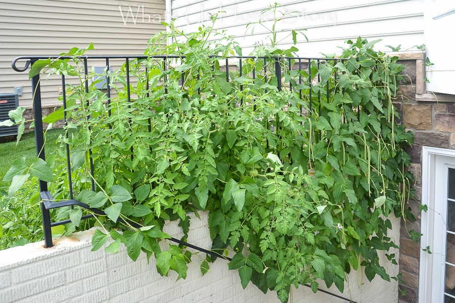 Vegetable Bed Update