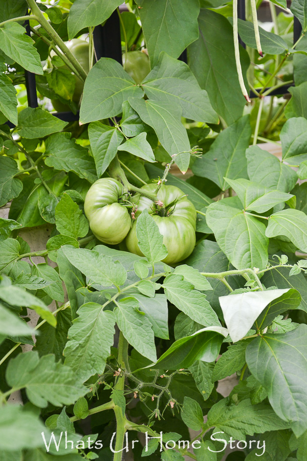 Vegetable Bed Update