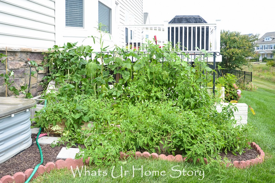 Vegetable Bed Update