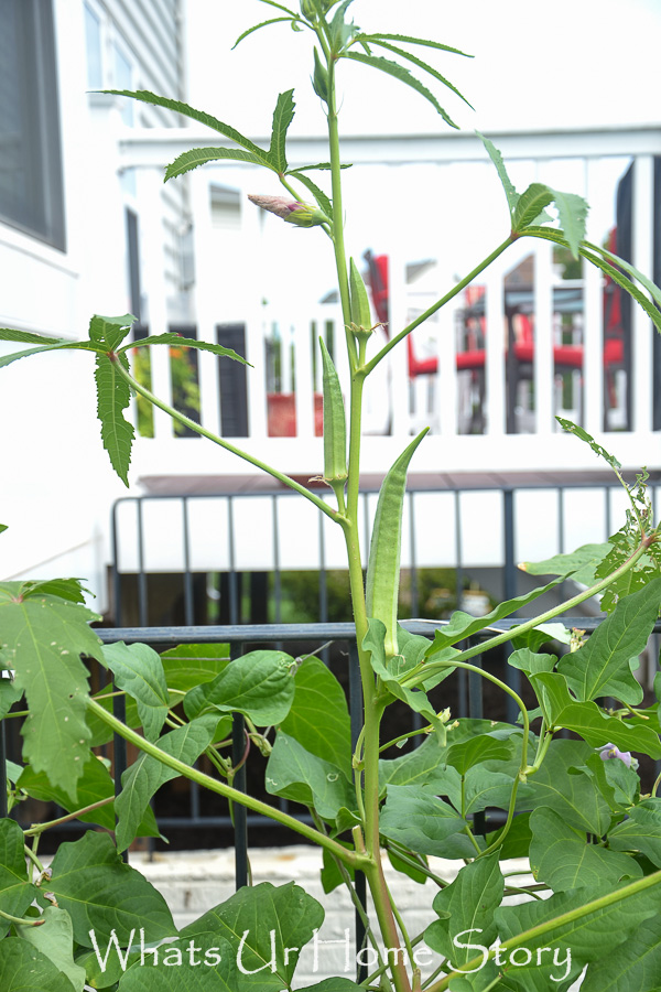 Vegetable Bed Update