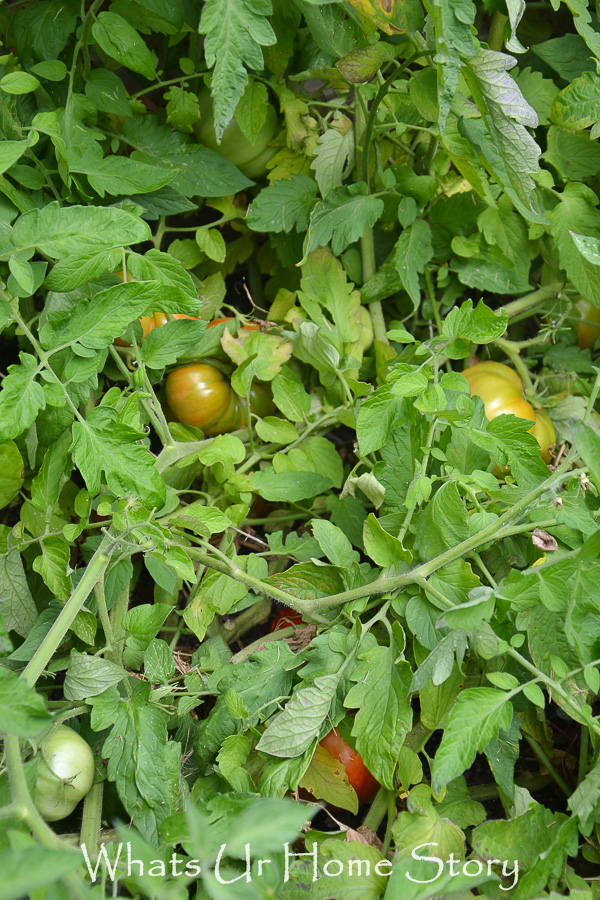 Vegetable Bed Update