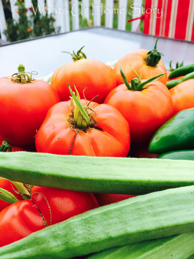 Vegetable Bed Update