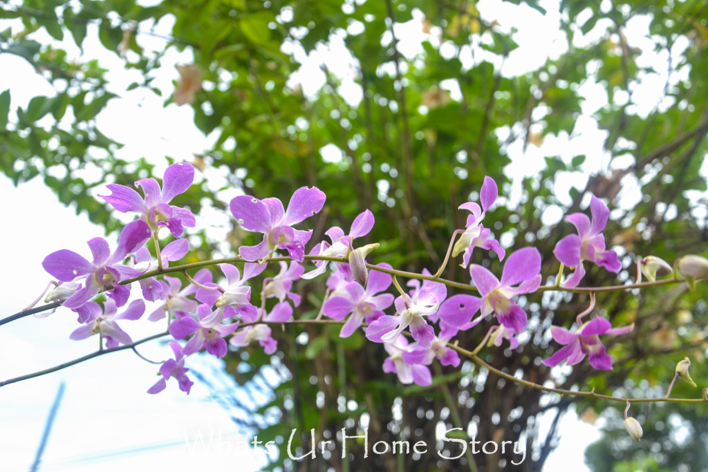 My Moms Orchids