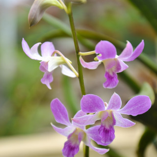 Tu tone Dendrobium Orchids