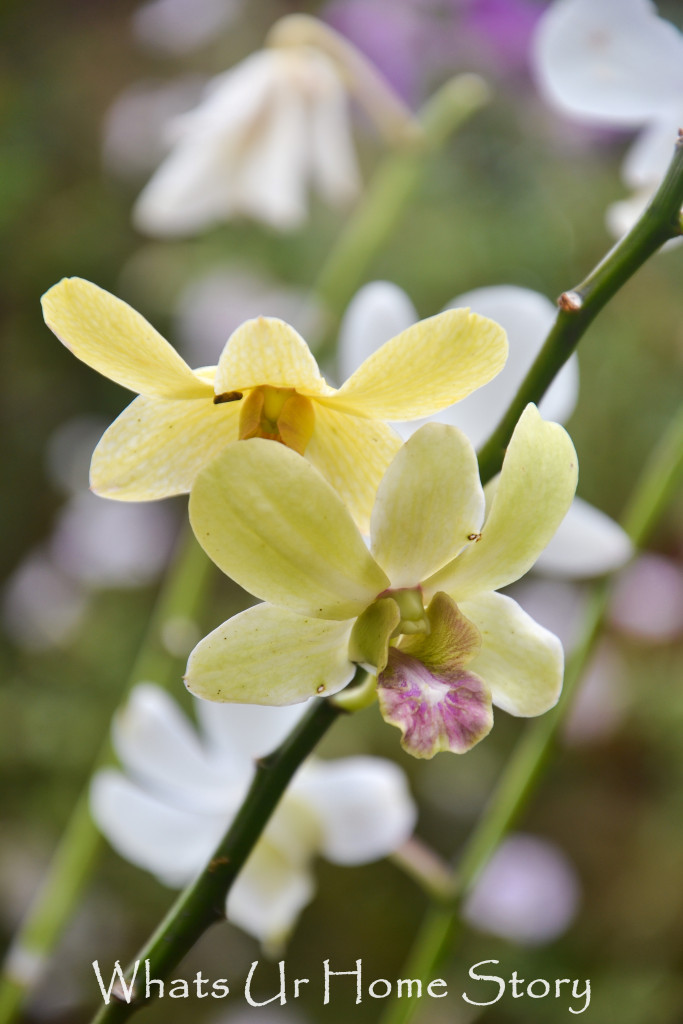 My Moms Orchids