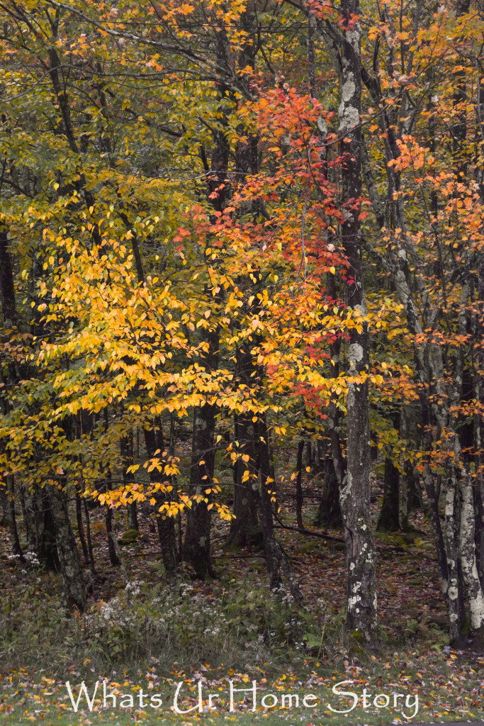 Fall Color in Canaan Valley, West Virginia