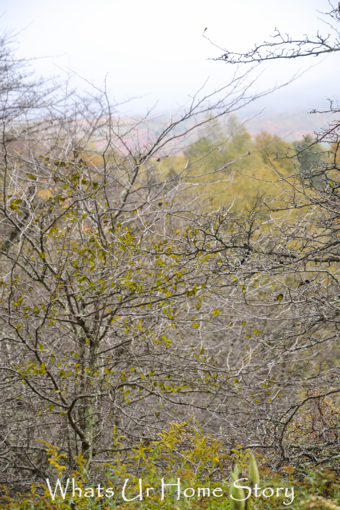 Fall Color in Canaan Valley, West Virginia