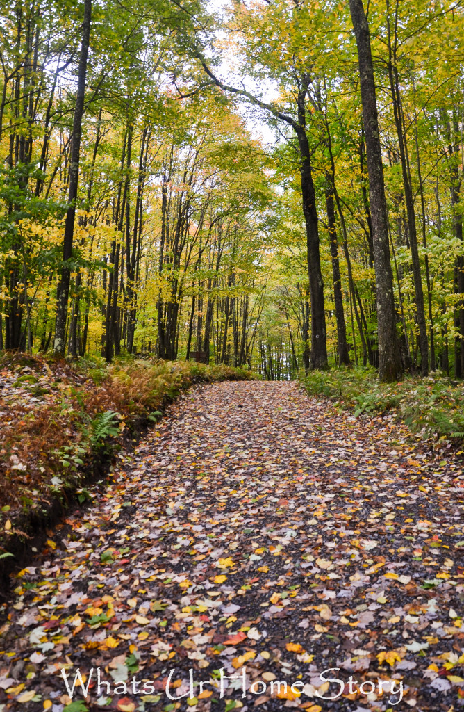 Fall Color in Canaan Valley, West Virginia