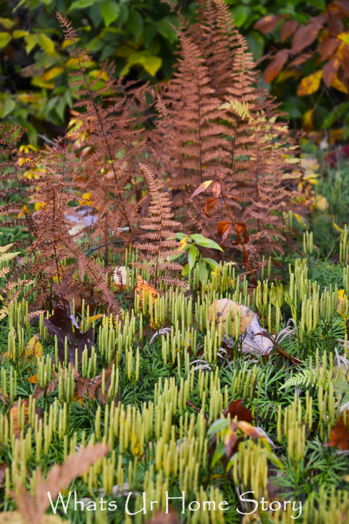 Fall Color in Canaan Valley, West Virginia